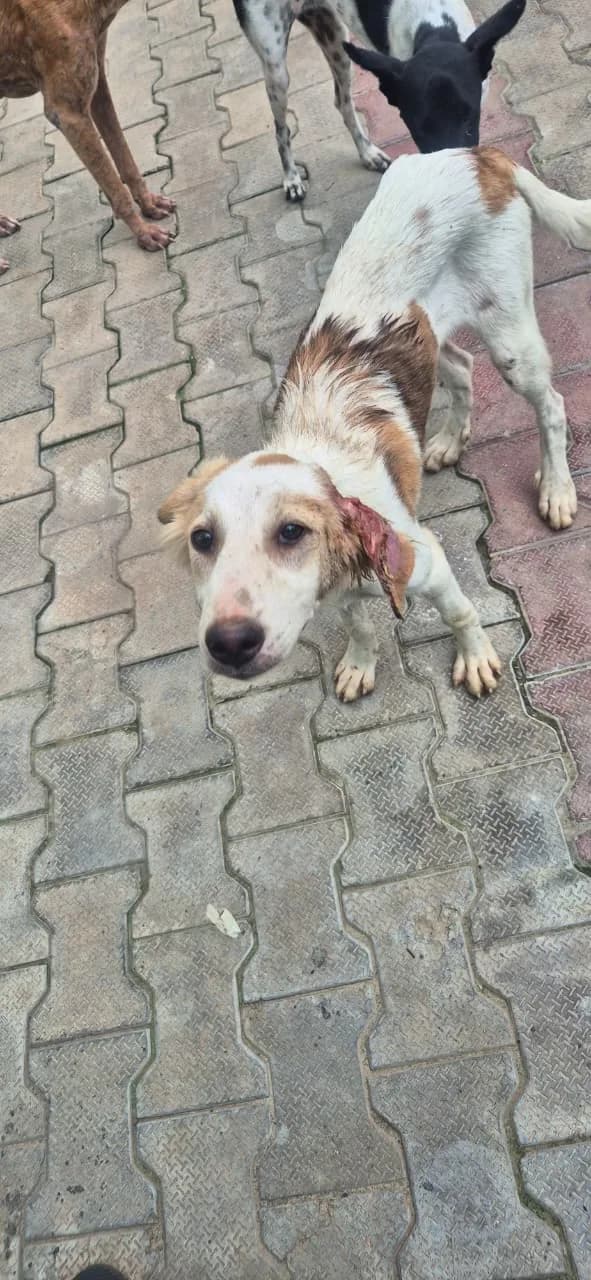 Dog standing outdoors on a paved area