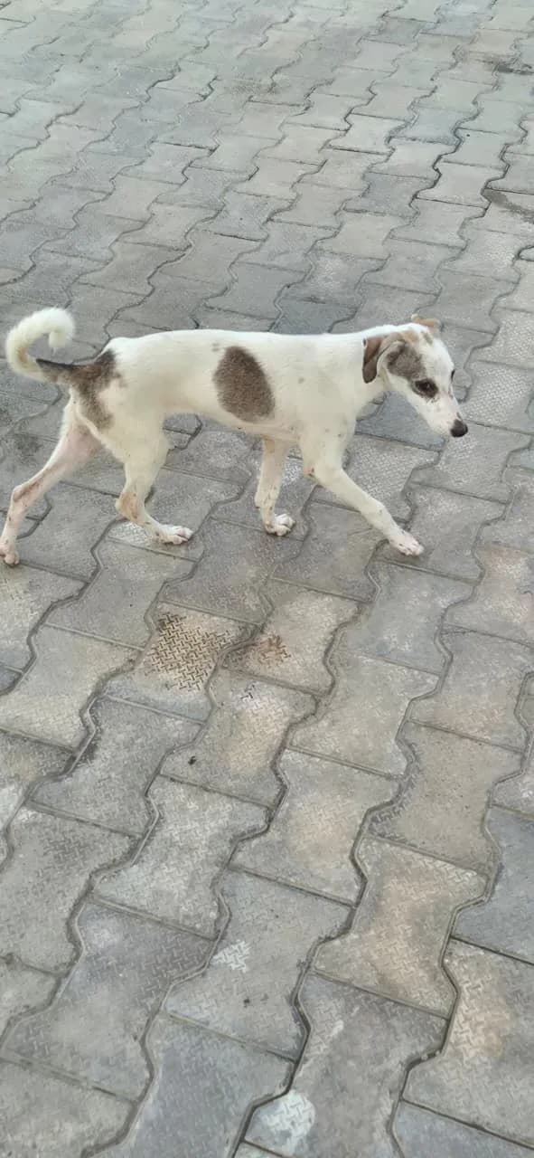 Dog standing outdoors