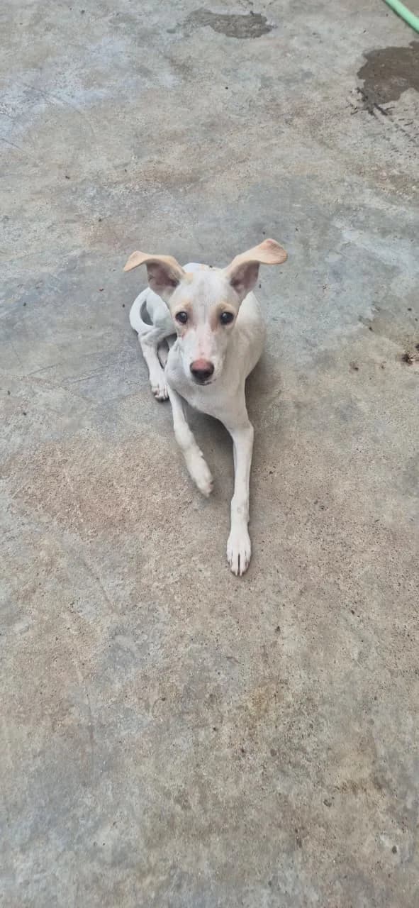 Dog standing outdoors and looking toward the camera