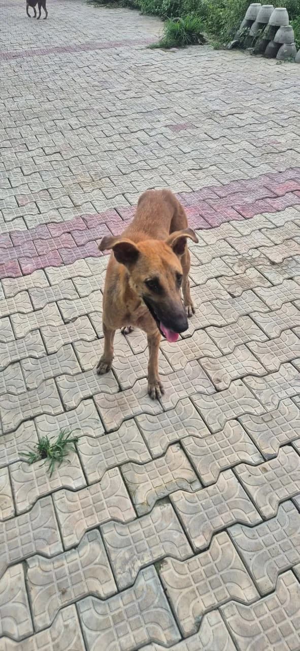 Dog standing outdoors