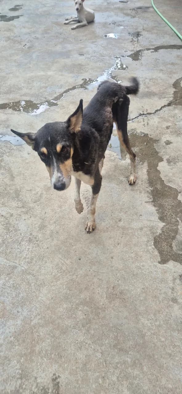 Dog standing outdoors at HHFSS