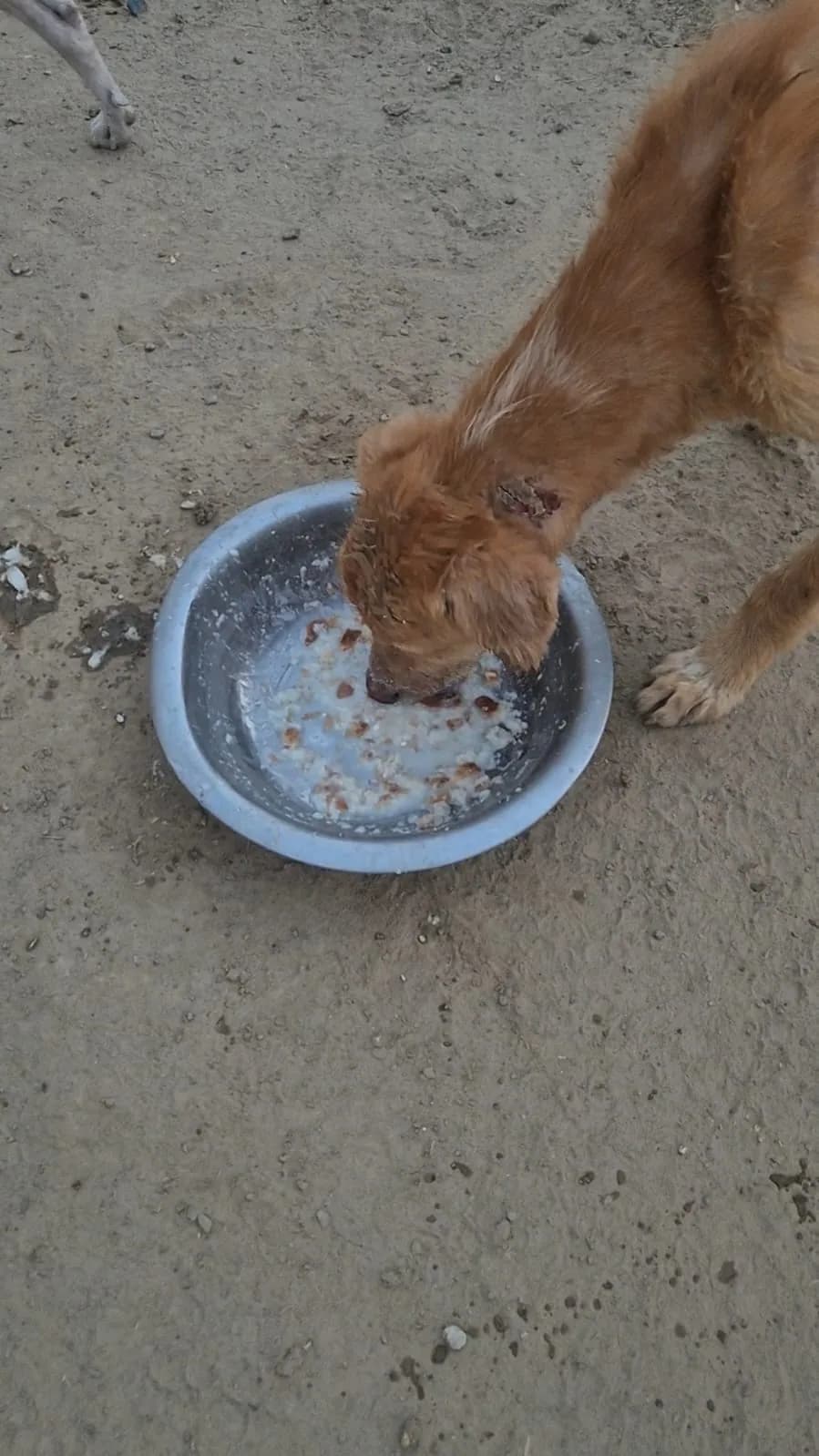 Dog eating from a bowl at HHFSS