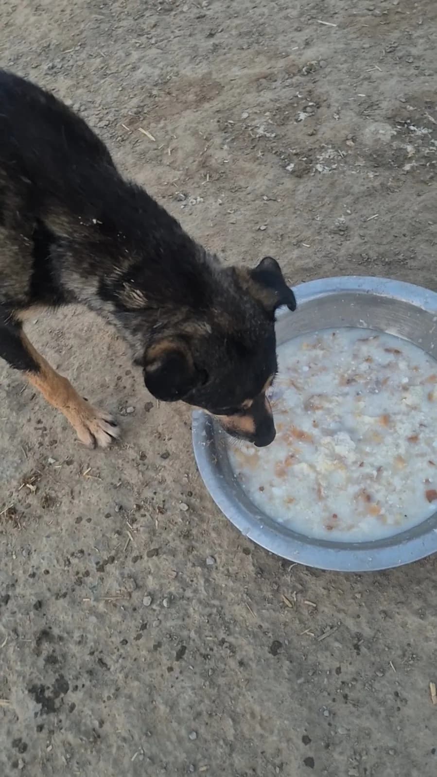 Dog eating from a bowl at HHFSS