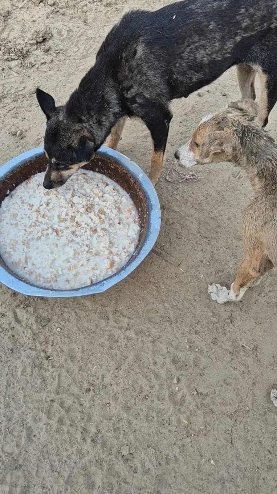 Dog eating from a shared feeding bowl at HHFSS