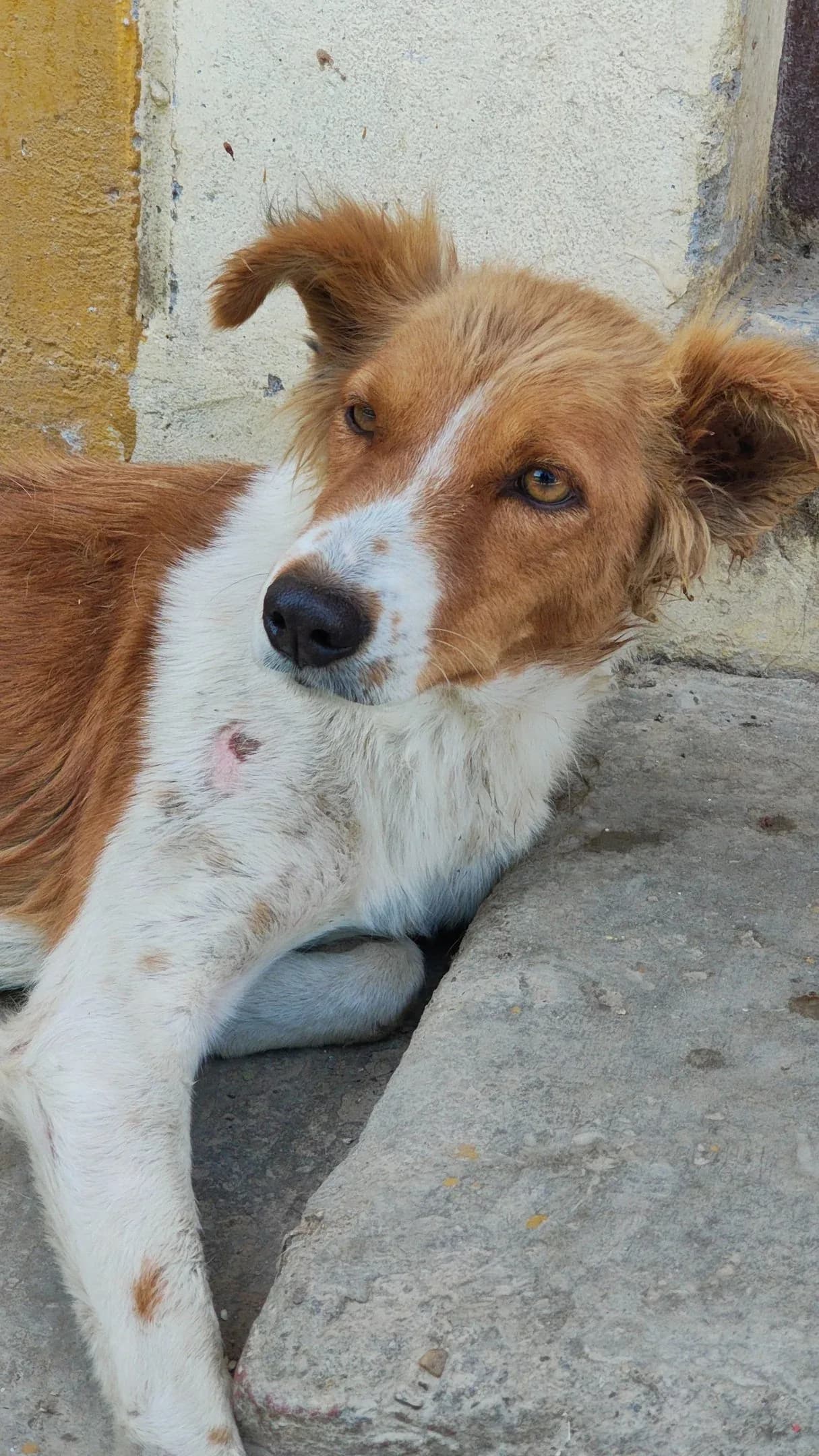 Brown and white dog resting at HHFSS