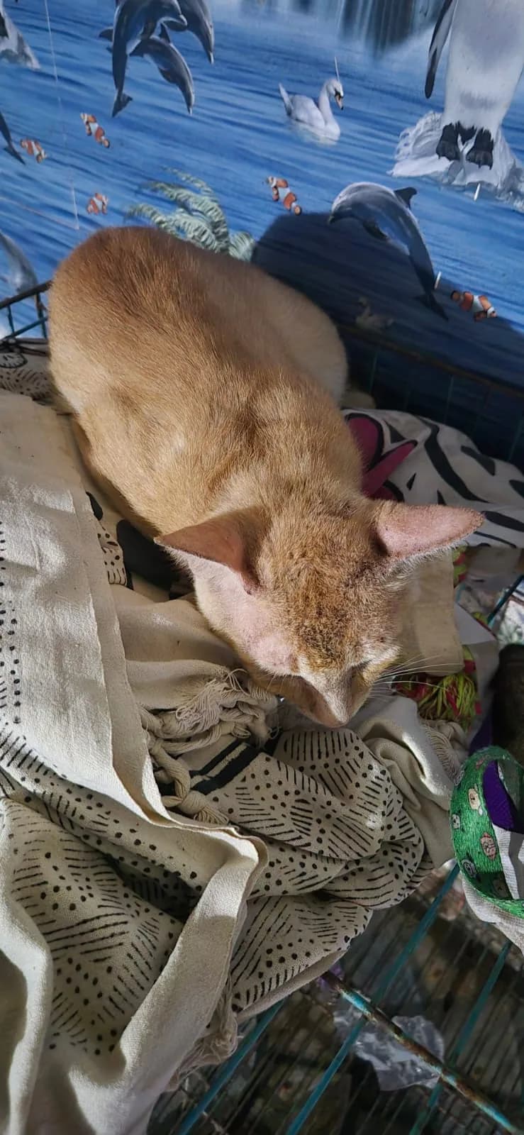 Animal resting indoors at HHFSS