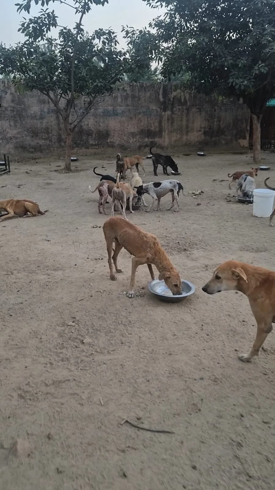 Dogs gathered around feeding bowls in the HHFSS shelter yard