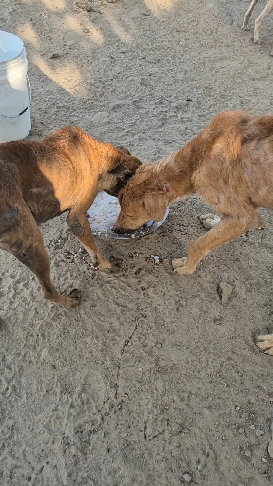 Dogs interacting in the HHFSS shelter grounds