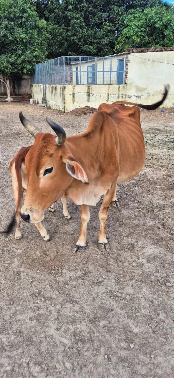 Two cows standing inside the HHFSS shelter grounds