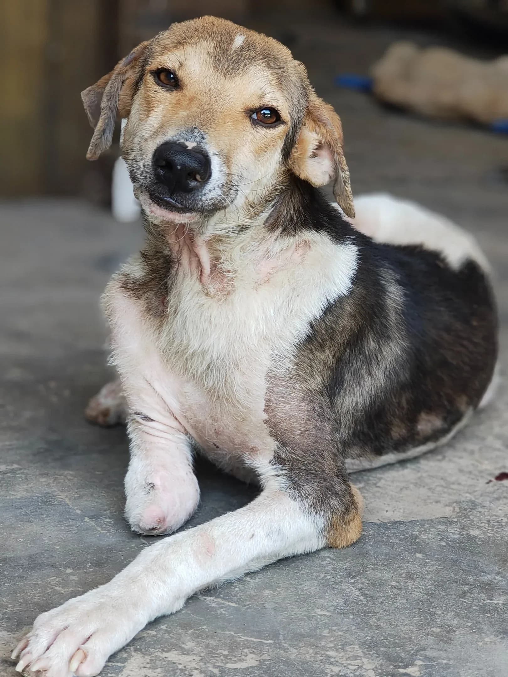 Dog resting with a bandaged front leg during recovery at HHFSS