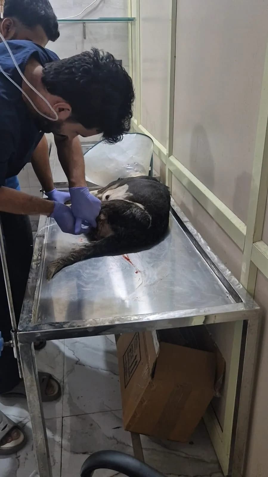 Caregivers supporting a dog during treatment at HHFSS