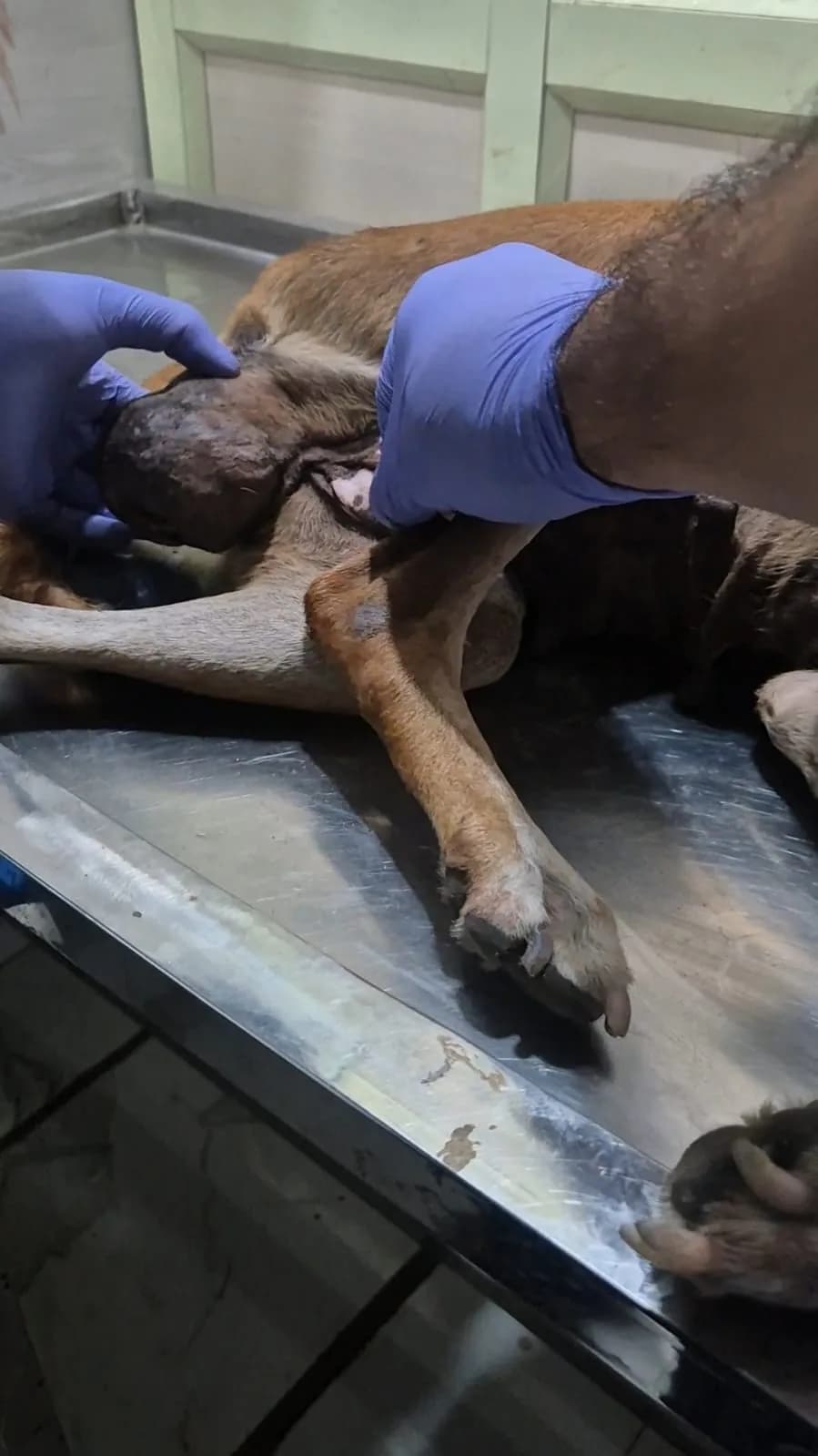 Caregiver attending to a dog during treatment at HHFSS