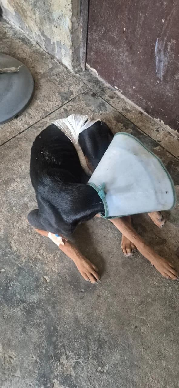 Dog wearing a protective recovery cone at HHFSS